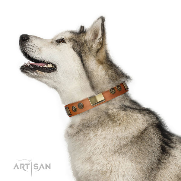 Designer decorations on walking dog collar