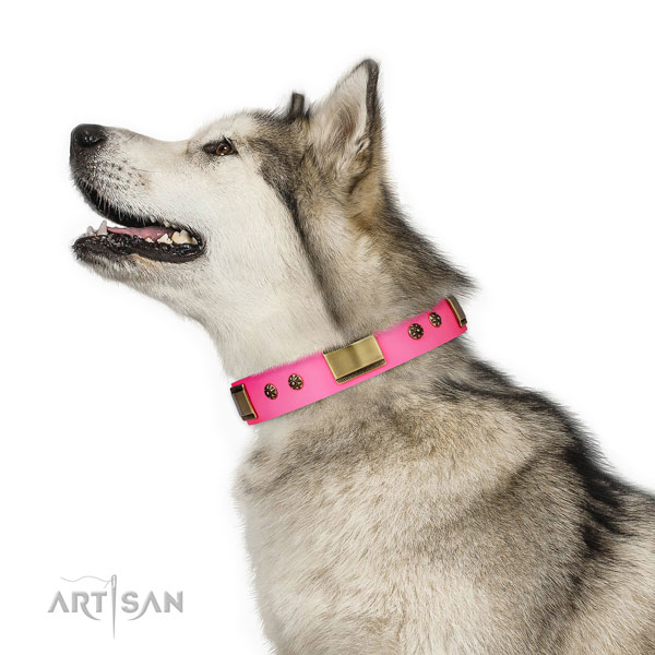 Comfy wearing dog collar of genuine leather with top notch studs