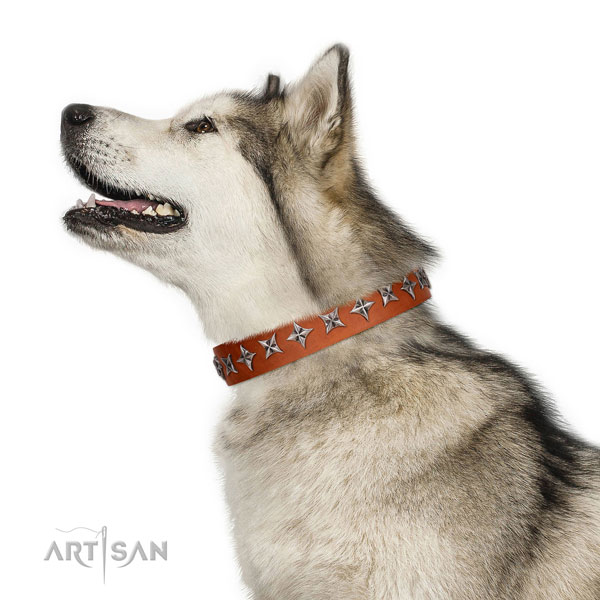 High quality full grain natural leather dog collar with amazing adornments