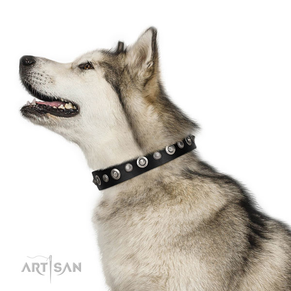 Quality natural leather dog collar with stylish embellishments