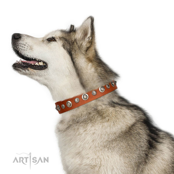 Fine quality genuine leather dog collar with unique studs