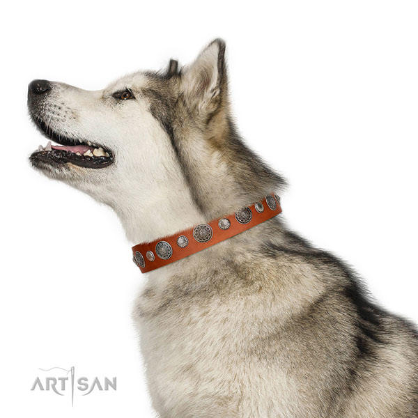 Stylish design leather dog collar with rust resistant traditional buckle