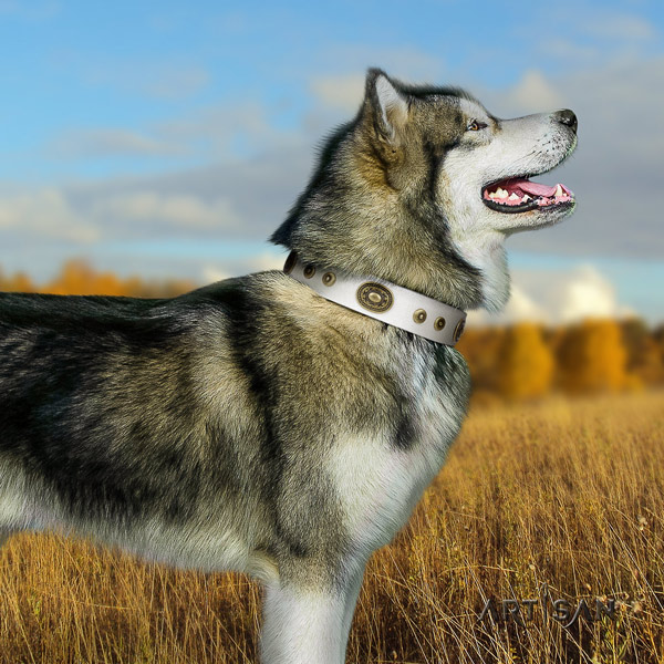 Malamute unique decorated full grain leather dog collar for walking