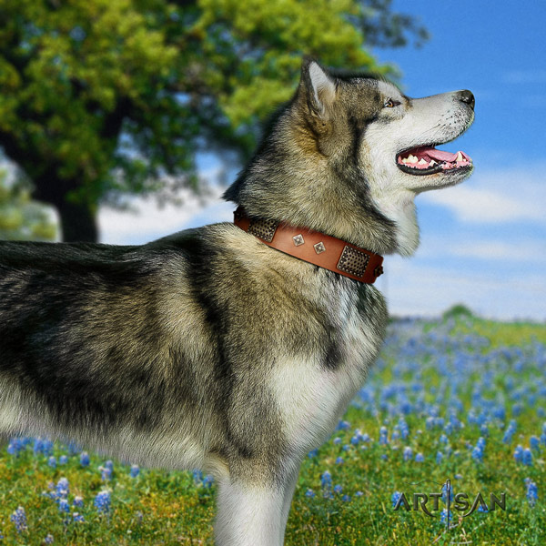 Malamute impressive studded natural leather dog collar for fancy walking