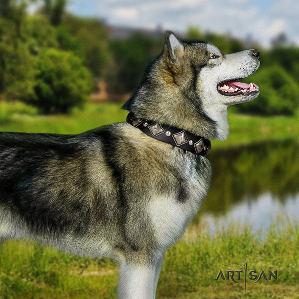 Malamute exquisite studded full grain leather dog collar for comfortable wearing