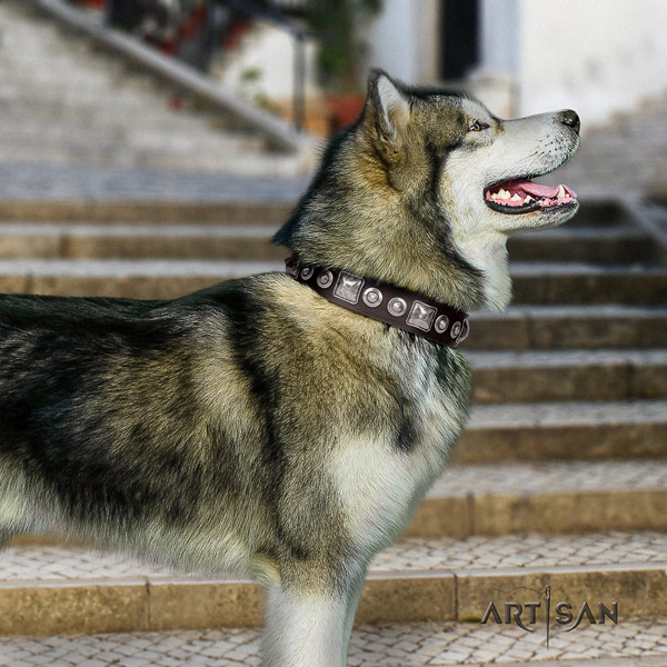 Malamute incredible embellished full grain natural leather dog collar for walking