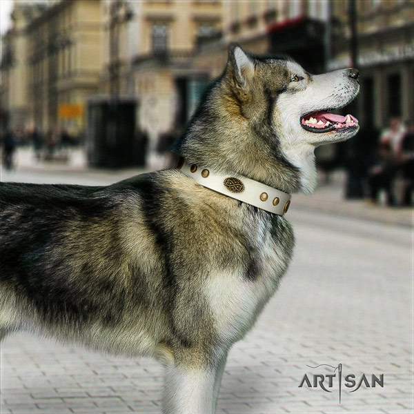 Malamute exquisite studded full grain natural leather dog collar for daily use