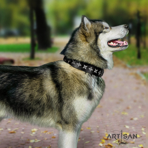 Malamute inimitable embellished full grain leather dog collar for comfy wearing