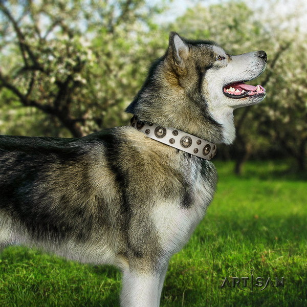 Malamute amazing decorated full grain leather dog collar for daily walking