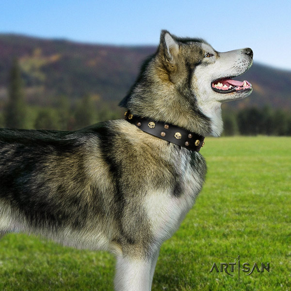 Malamute designer studded leather dog collar for stylish walking