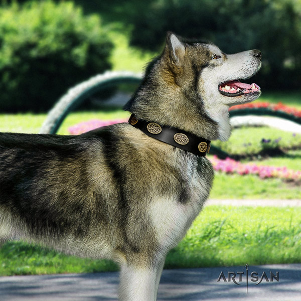 Malamute top notch studded full grain genuine leather dog collar for easy wearing