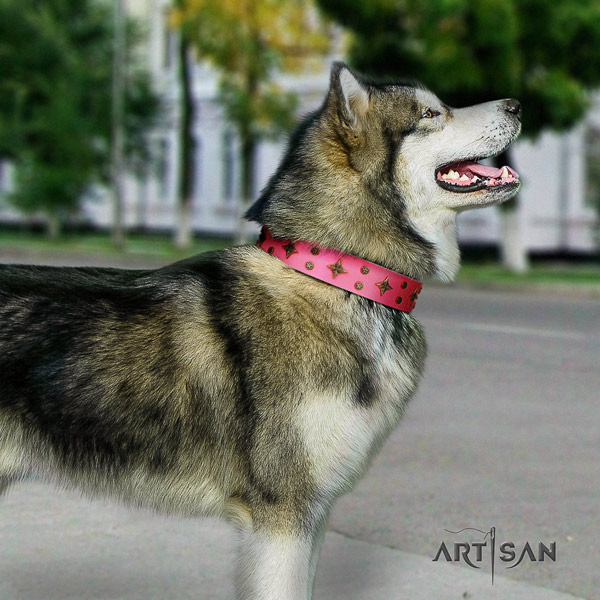 Malamute stunning adorned full grain leather dog collar for comfy wearing