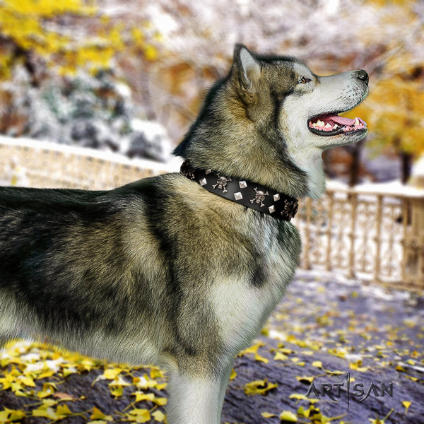 Malamute incredible adorned genuine leather dog collar for easy wearing