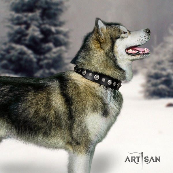 Malamute stylish design embellished full grain leather dog collar for daily use