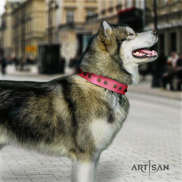Malamute awesome decorated natural leather dog collar for daily walking