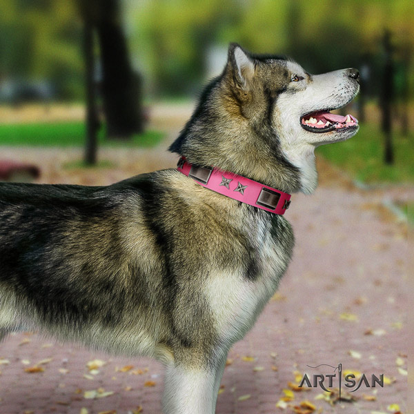 Malamute impressive studded genuine leather dog collar for daily walking