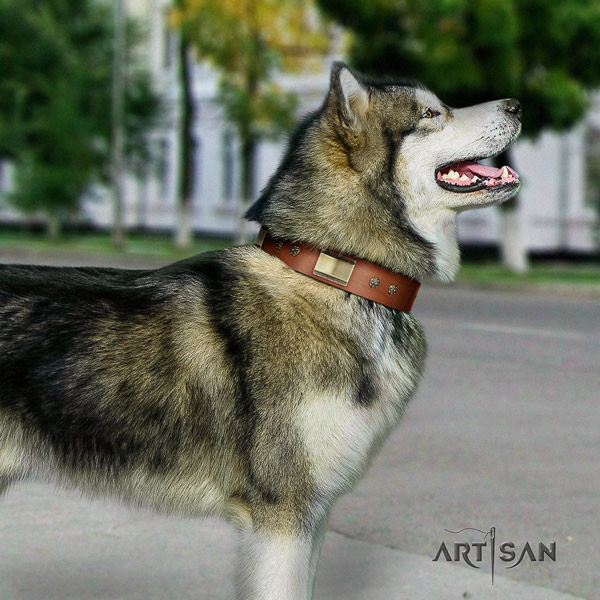 Malamute significant embellished leather dog collar for comfortable wearing