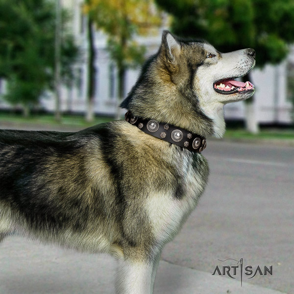 Malamute exquisite studded natural leather dog collar for walking