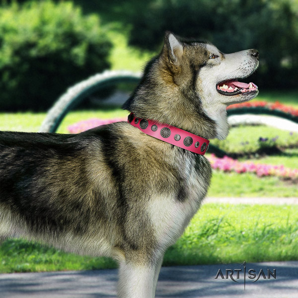 Malamute designer adorned full grain leather dog collar for walking