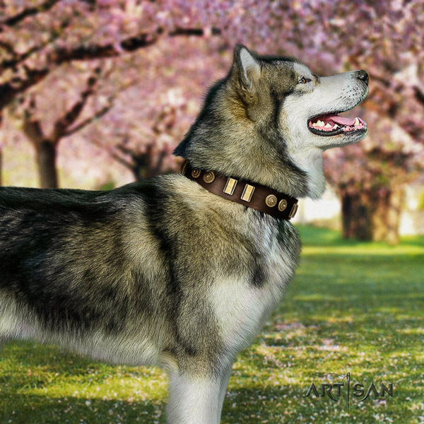 Malamute remarkable embellished full grain leather dog collar for daily use