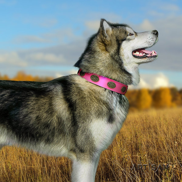 Malamute trendy decorated natural leather dog collar for walking