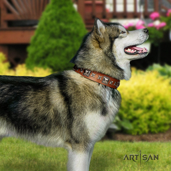 Malamute designer studded genuine leather dog collar for fancy walking