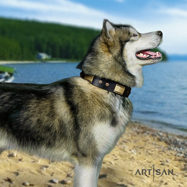 Malamute extraordinary adorned full grain leather dog collar for walking