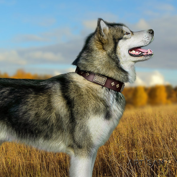 Malamute significant studded full grain leather dog collar for daily walking