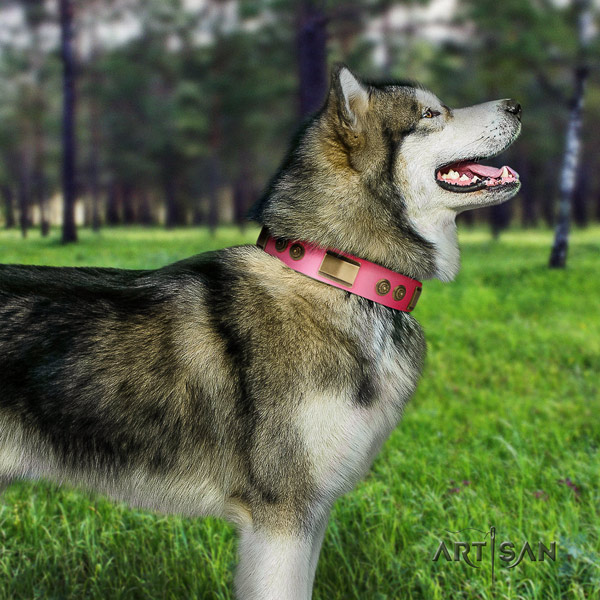 Malamute top notch embellished full grain natural leather dog collar for easy wearing