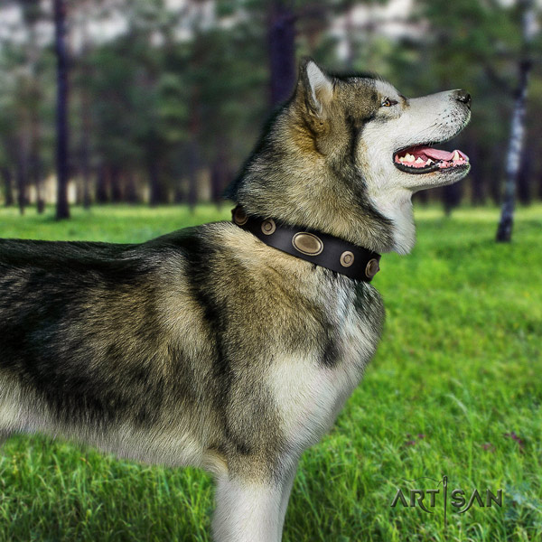 Malamute incredible embellished full grain genuine leather dog collar for comfortable wearing