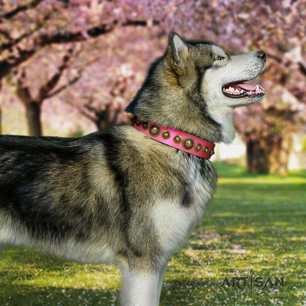 Malamute incredible studded genuine leather dog collar for comfy wearing