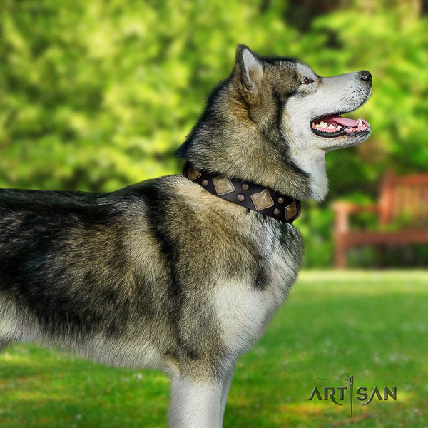 Malamute exquisite adorned full grain leather dog collar for easy wearing