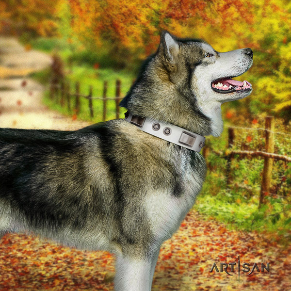 Malamute incredible studded full grain genuine leather dog collar for daily walking