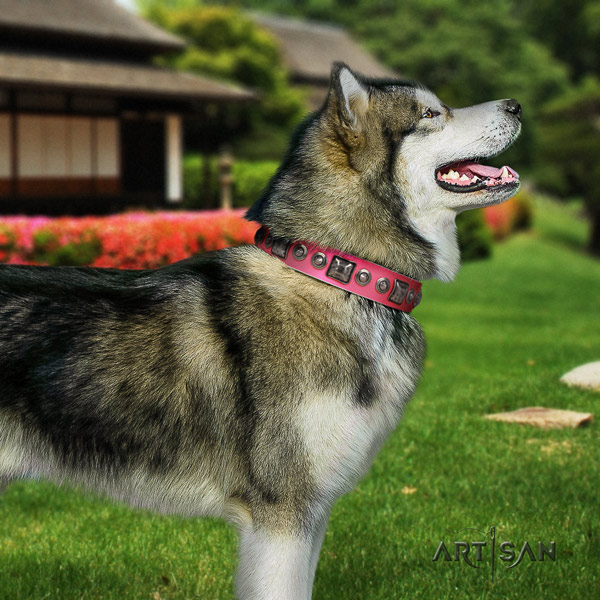 Malamute significant adorned full grain genuine leather dog collar for walking