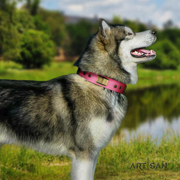 Malamute significant studded leather dog collar for comfortable wearing