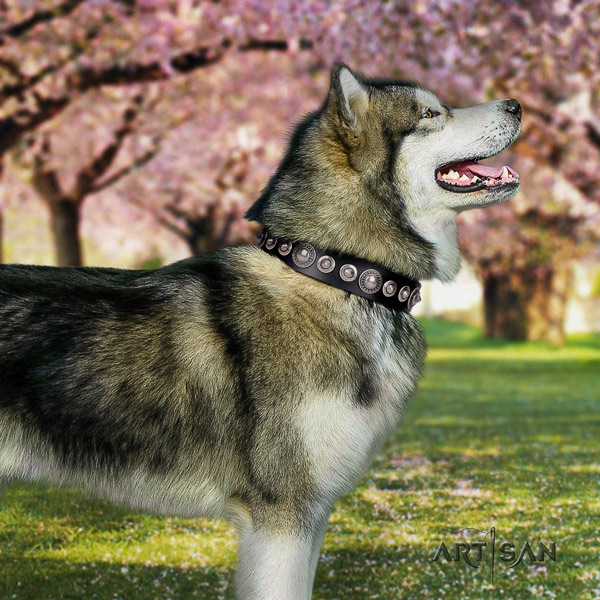 Malamute fashionable studded leather dog collar for comfortable wearing
