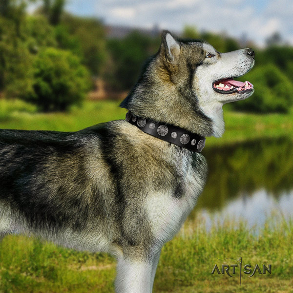 Malamute awesome adorned full grain leather dog collar for daily use
