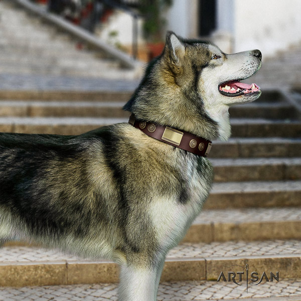 Malamute designer decorated full grain natural leather dog collar for walking