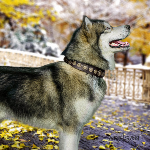 Malamute designer studded full grain genuine leather dog collar for walking