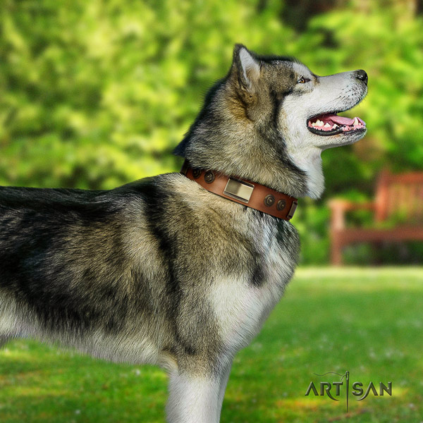 Malamute incredible studded full grain genuine leather dog collar for fancy walking