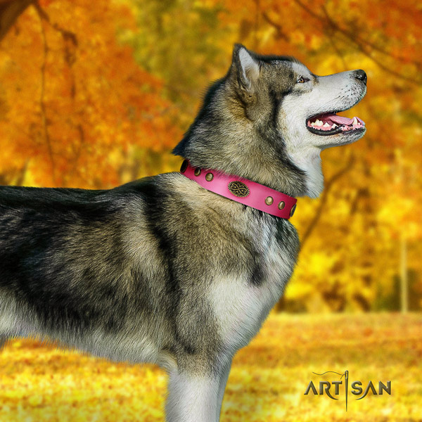 Malamute exceptional adorned full grain genuine leather dog collar for stylish walking