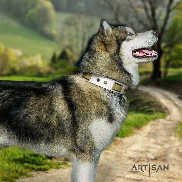 Malamute stunning adorned natural leather dog collar for walking