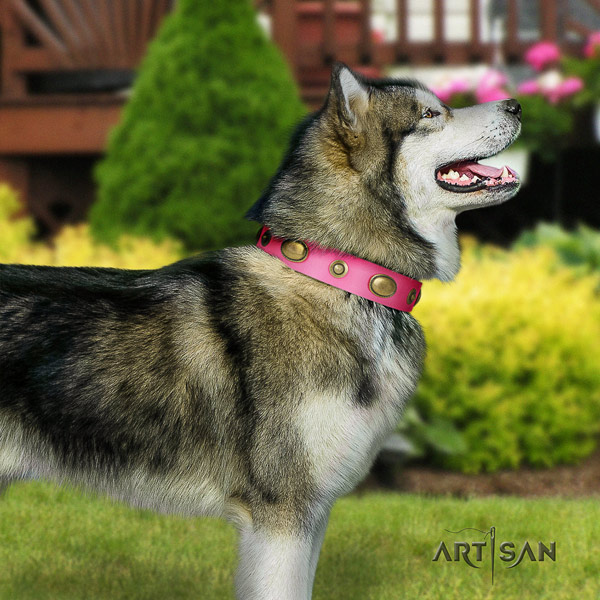Malamute top notch studded natural leather dog collar for easy wearing
