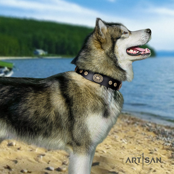 Malamute significant decorated natural leather dog collar for comfy wearing