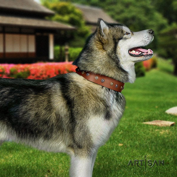 Malamute stunning studded full grain leather dog collar for daily use