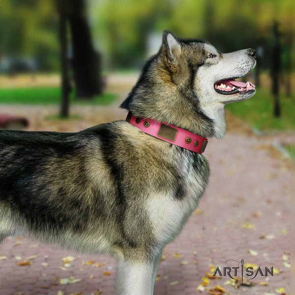 Malamute exceptional studded full grain leather dog collar for daily use