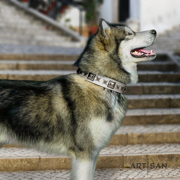 Malamute impressive decorated genuine leather dog collar for daily use