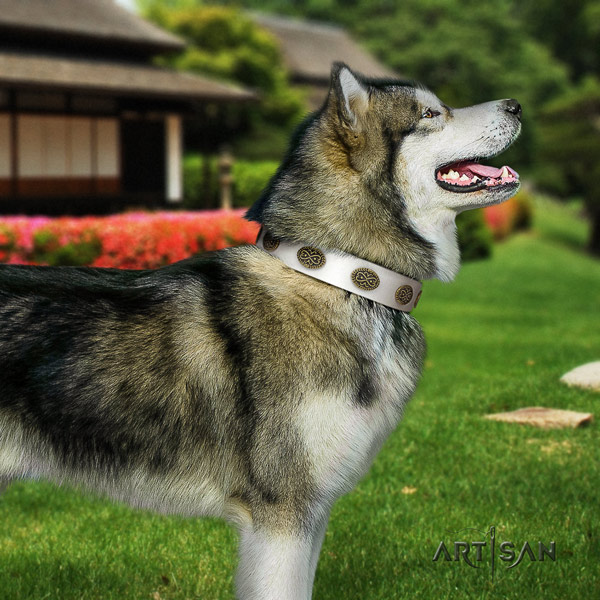 Malamute trendy studded genuine leather dog collar for fancy walking