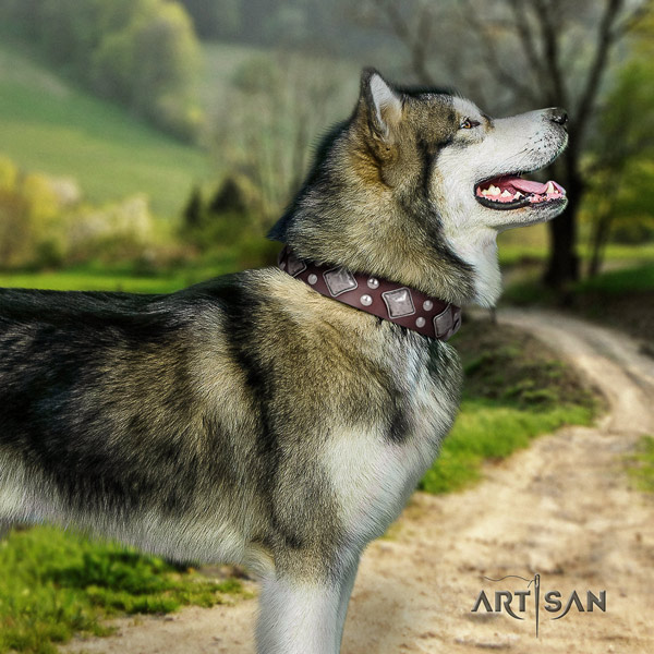 Malamute remarkable decorated genuine leather dog collar for stylish walking