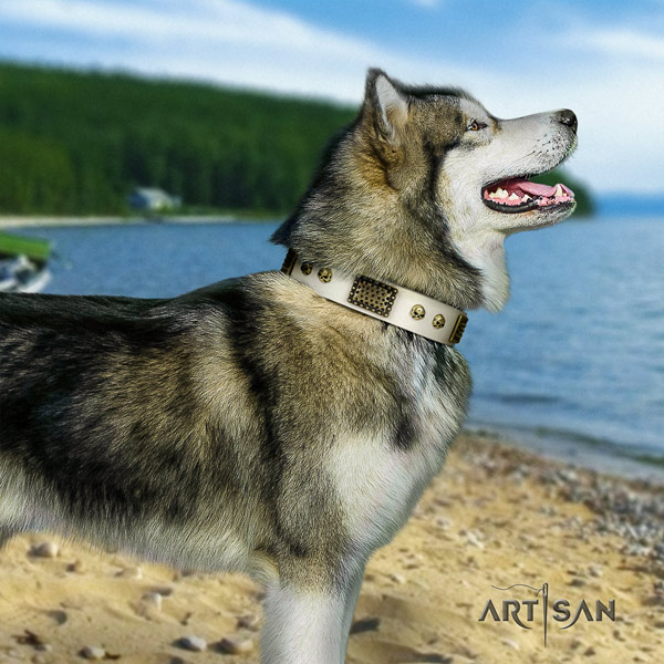Malamute inimitable studded full grain natural leather dog collar for easy wearing
